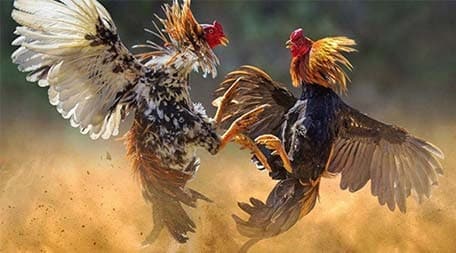 Một thiên đường game đẳng cấp Zm88 có thể mang lại những gì? - Zm88